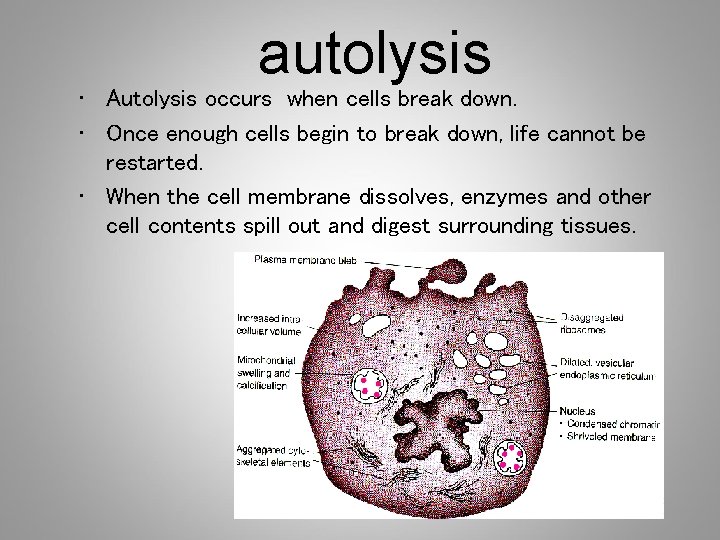 autolysis • Autolysis occurs when cells break down. • Once enough cells begin to