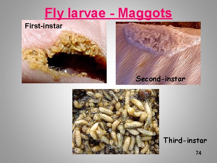 Fly larvae - Maggots First-instar Second-instar Third-instar 74 