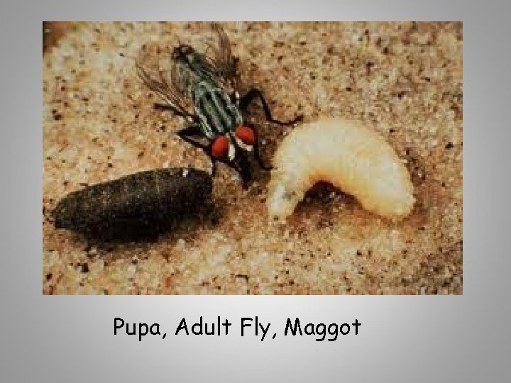 Pupa, Adult Fly, Maggot 