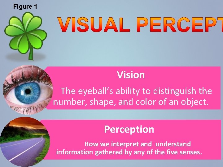 Figure 1 Vision The eyeball’s ability to distinguish the number, shape, and color of