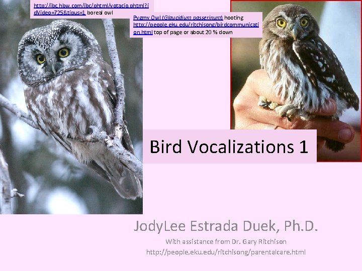 http: //ibc. hbw. com/ibc/phtml/votacio. phtml? i d. Video=725&tipus=1 boreal owl Pygmy Owl (Glaucidium passerinum)