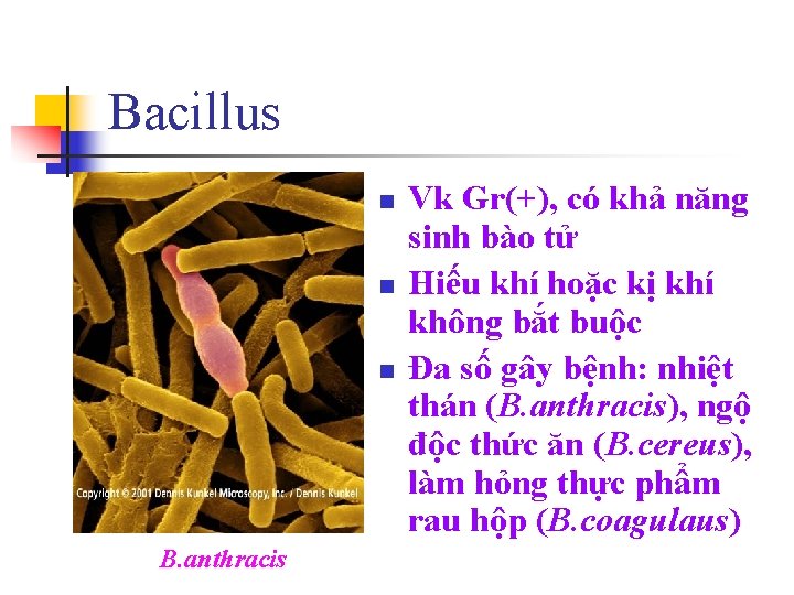 Bacillus n n n B. anthracis Vk Gr(+), có khả năng sinh bào tử