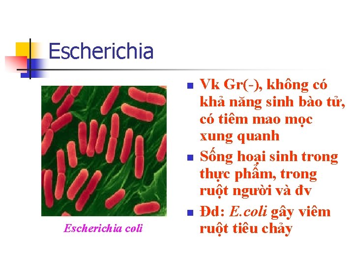 Escherichia n n n Escherichia coli Vk Gr(-), không có khả năng sinh bào