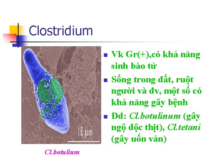 Clostridium n n n Cl. botulium Vk Gr(+), có khả năng sinh bào tử