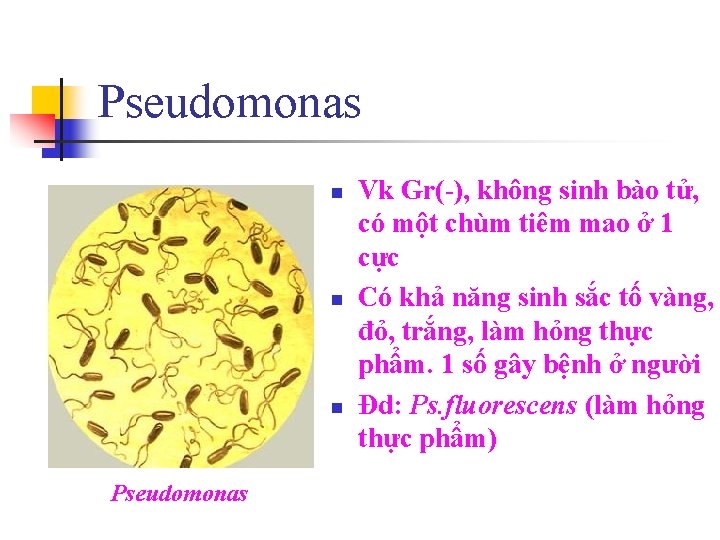 Pseudomonas n n n Pseudomonas Vk Gr(-), không sinh bào tử, có một chùm