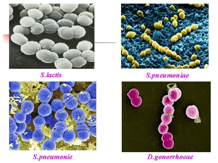 S. lactis S. pneumonie S. pneumoniae D. gonorrhoeae 