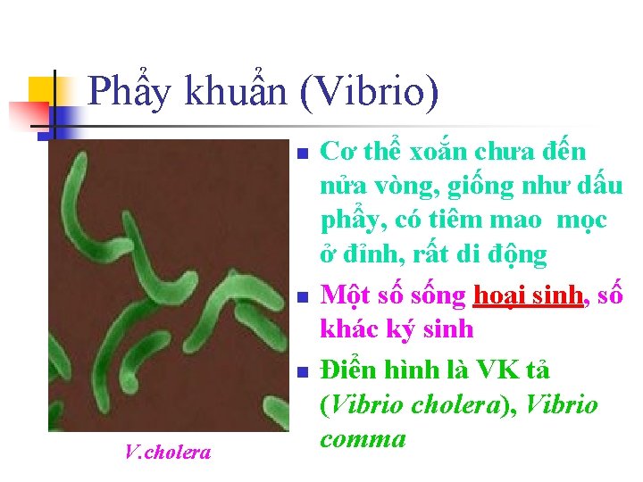 Phẩy khuẩn (Vibrio) n n n V. cholera Cơ thể xoắn chưa đến nửa