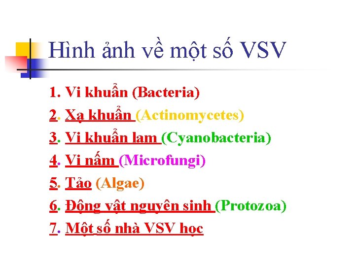 Hình ảnh về một số VSV 1. Vi khuẩn (Bacteria) 2. Xạ khuẩn (Actinomycetes)