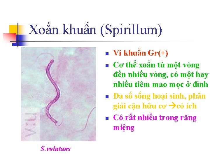 Xoắn khuẩn (Spirillum) n n S. volutans Vi khuẩn Gr(+) Cơ thể xoắn từ