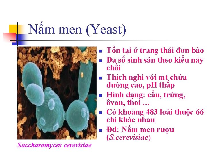 Nấm men (Yeast) n n n Saccharomyces cerevisiae Tồn tại ở trạng thái đơn