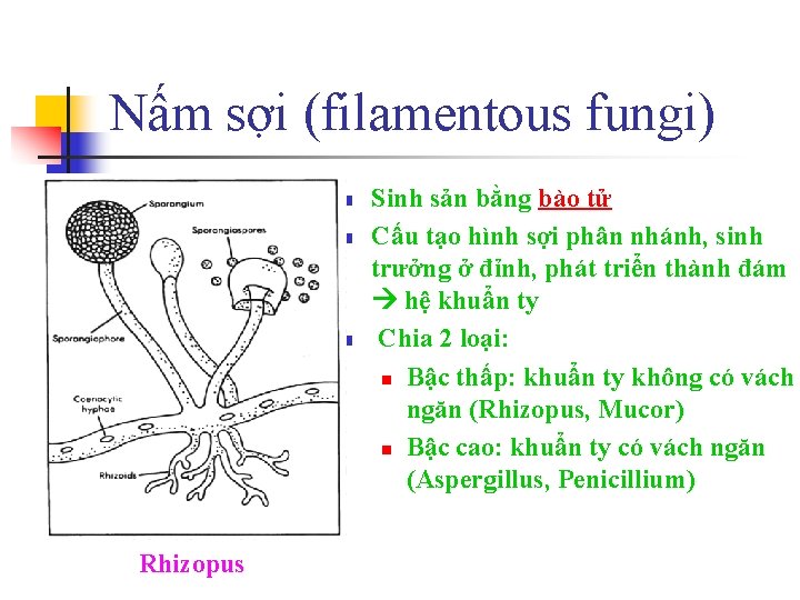 Nấm sợi (filamentous fungi) n n n Rhizopus Sinh sản bằng bào tử Cấu