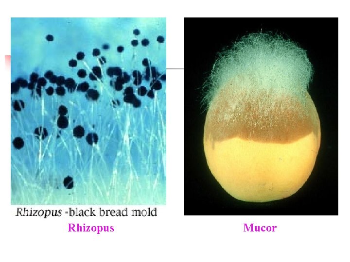 Rhizopus Mucor 