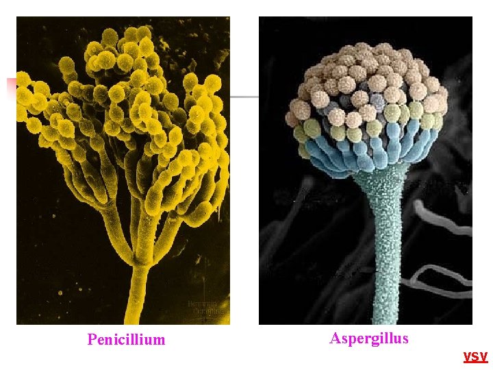 Penicillium Aspergillus VSV 