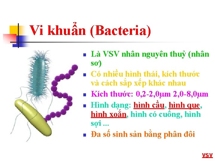 Vi khuẩn (Bacteria) n n n Là VSV nhân nguyên thuỷ (nhân sơ) Có