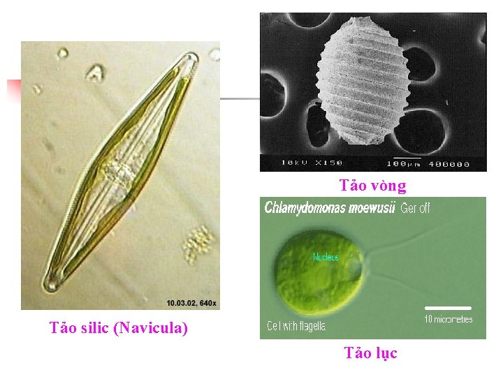 Tảo vòng Tảo silic (Navicula) Tảo lục 