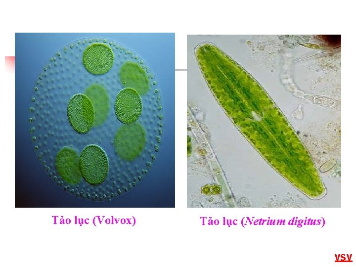 Tảo lục (Volvox) Tảo lục (Netrium digitus) VSV 