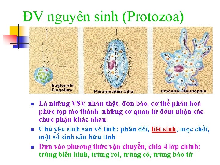 ĐV nguyên sinh (Protozoa) n n n Là những VSV nhân thật, đơn bào,