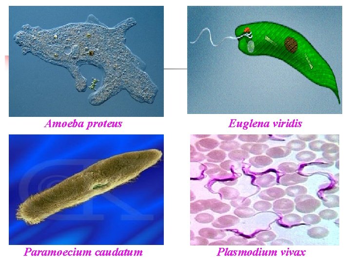 Amoeba proteus Paramoecium caudatum Euglena viridis Plasmodium vivax 