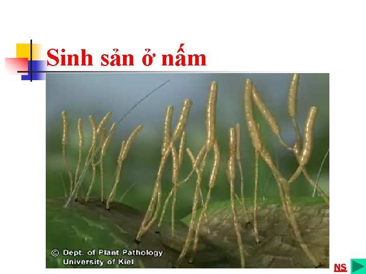 Sinh sản ở nấm NS 