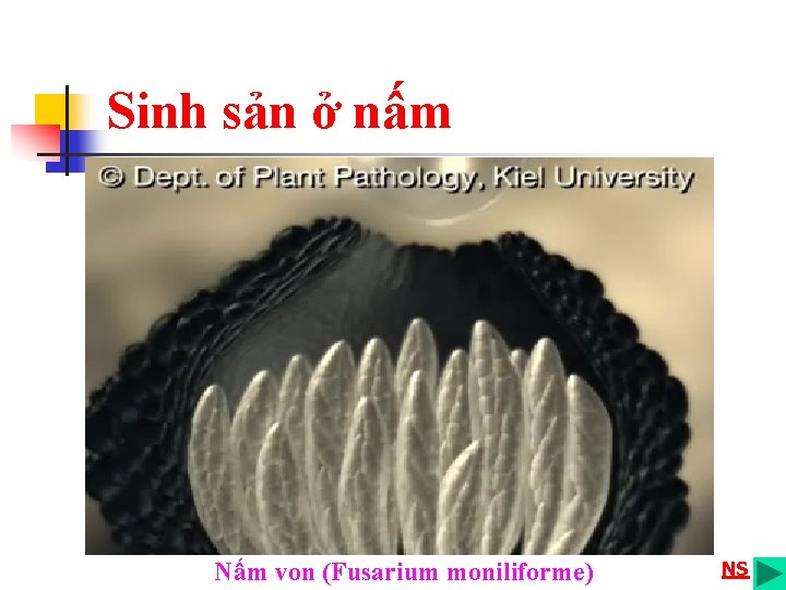 Sinh sản ở nấm Nấm von (Fusarium moniliforme) NS 