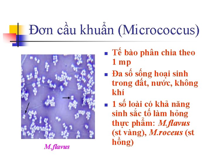 Đơn cầu khuẩn (Micrococcus) n n n M. flavus Tế bào phân chia theo