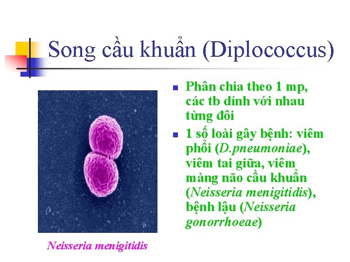 Song cầu khuẩn (Diplococcus) n n Neisseria menigitidis Phân chia theo 1 mp, các
