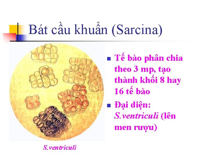 Bát cầu khuẩn (Sarcina) n n S. ventriculi Tế bào phân chia theo 3