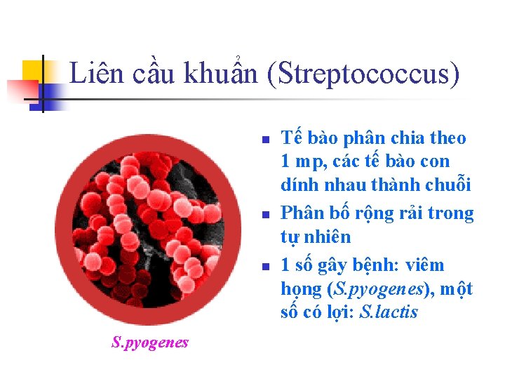 Liên cầu khuẩn (Streptococcus) n n n S. pyogenes Tế bào phân chia theo
