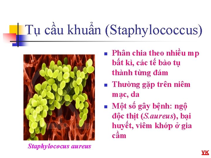 Tụ cầu khuẩn (Staphylococcus) n n n Staphylococus aureus Phân chia theo nhiều mp