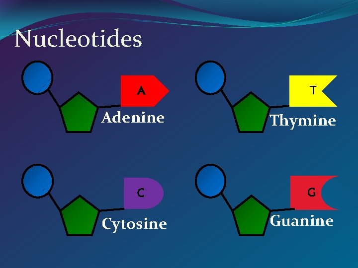 Nucleotides A Adenine C Cytosine T Thymine G Guanine 