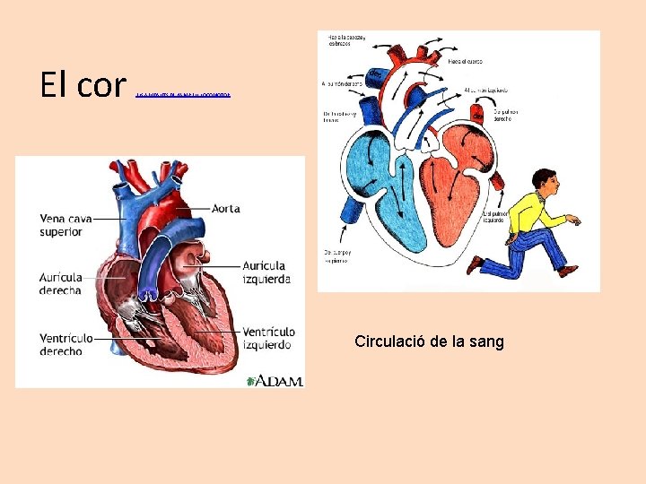El cor ELS AJUDANTS DE L'APARELL LOCOMOTOR Circulació de la sang 