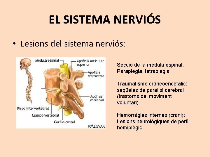 EL SISTEMA NERVIÓS • Lesions del sistema nerviós: Secció de la mèdula espinal: Paraplegia,