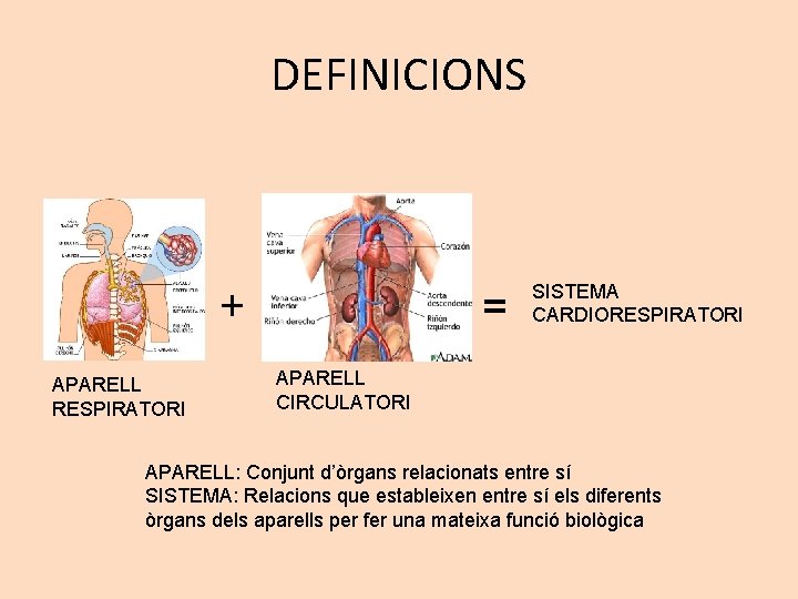 DEFINICIONS + APARELL RESPIRATORI = SISTEMA CARDIORESPIRATORI APARELL CIRCULATORI APARELL: Conjunt d’òrgans relacionats entre