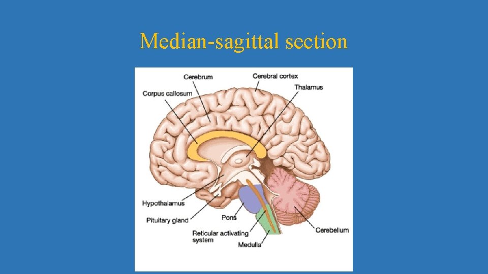 Median-sagittal section 