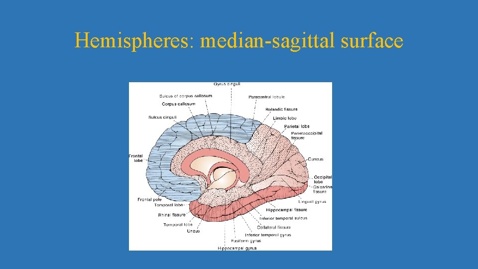 Hemispheres: median-sagittal surface 