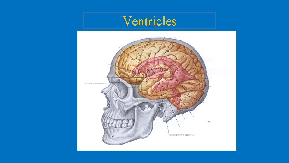 Ventricles 