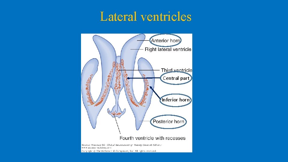 Lateral ventricles Central part Inferior horn 