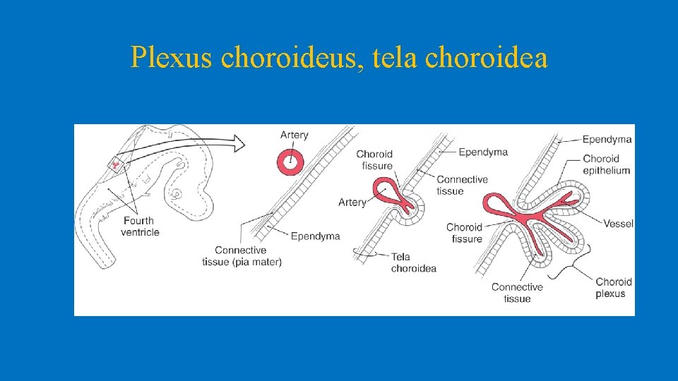 Plexus choroideus, tela choroidea 