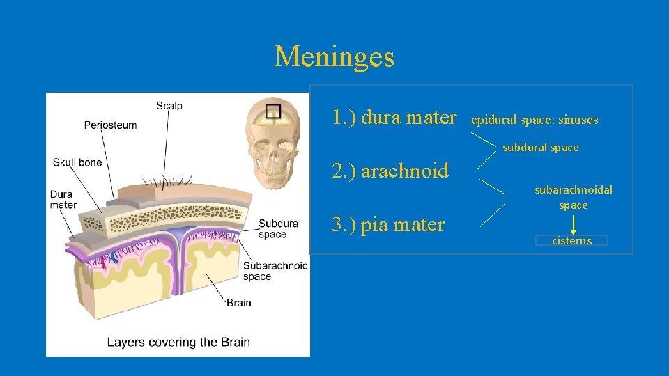 Meninges 1. ) dura mater epidural space: sinuses subdural space 2. ) arachnoid 3.
