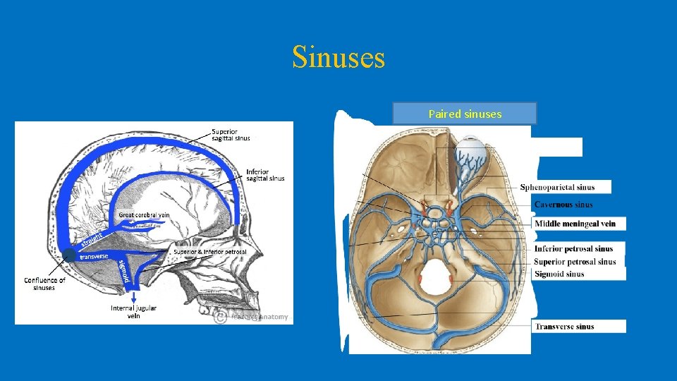 Sinuses Paired sinuses 