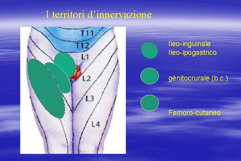 I territori d’innervazione Ileo-inguinale Ileo-ipogastrico génitocrurale (b. c. ) Femoro-cutaneo 