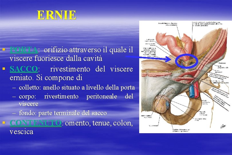 ERNIE § PORTA: orifizio attraverso il quale il viscere fuoriesce dalla cavità § SACCO: