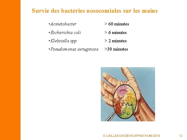 Survie des bactéries nosocomiales sur les mains • Acinetobacter > 60 minutes • Escherichia Survie des bactéries nosocomiales sur les mains • Acinetobacter > 60 minutes • Escherichia