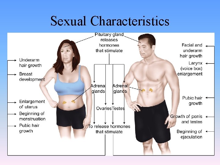 Sexual Characteristics 