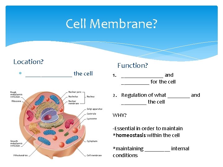 Cell Membrane? Location? ________ the cell Function? 1. ________ and _____ for the cell