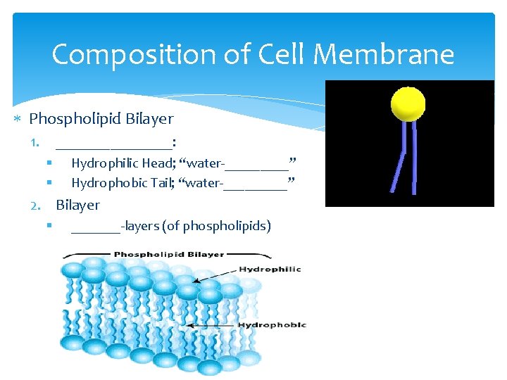 Composition of Cell Membrane Phospholipid Bilayer 1. ________: § § Hydrophilic Head; “water-_____” Hydrophobic