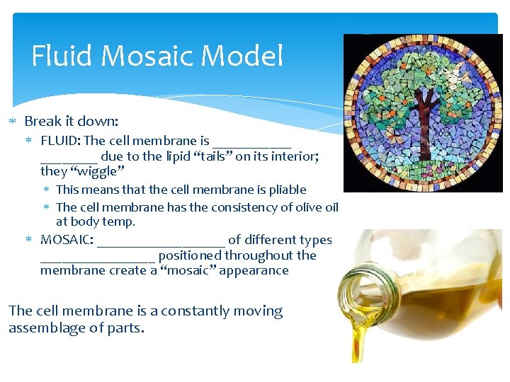 Fluid Mosaic Model Break it down: FLUID: The cell membrane is ______ due to