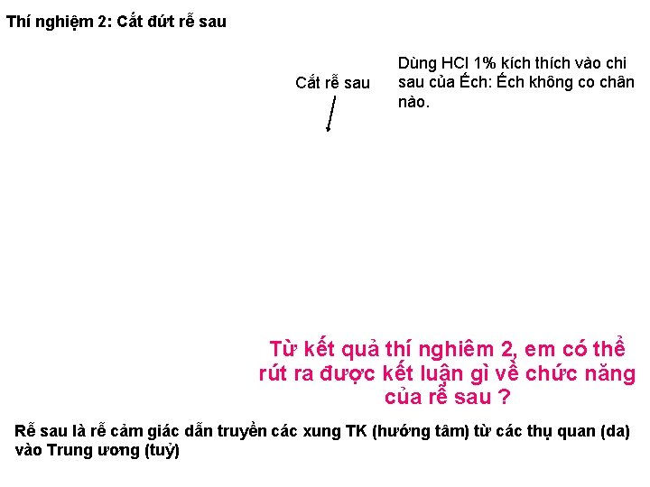 Thí nghiệm 2: Cắt đứt rễ sau Cắt rễ sau Dùng HCl 1% kích