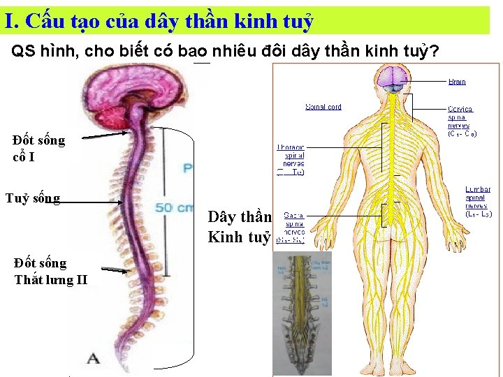 I. Cấu tạo của dây thần kinh tuỷ QS hình, cho biết có bao