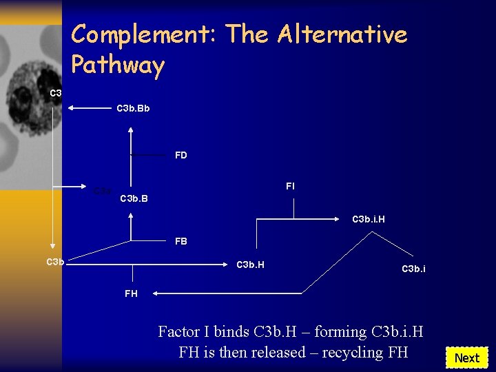 Complement: The Alternative Pathway C 3 b. Bb FD C 3 a FI C